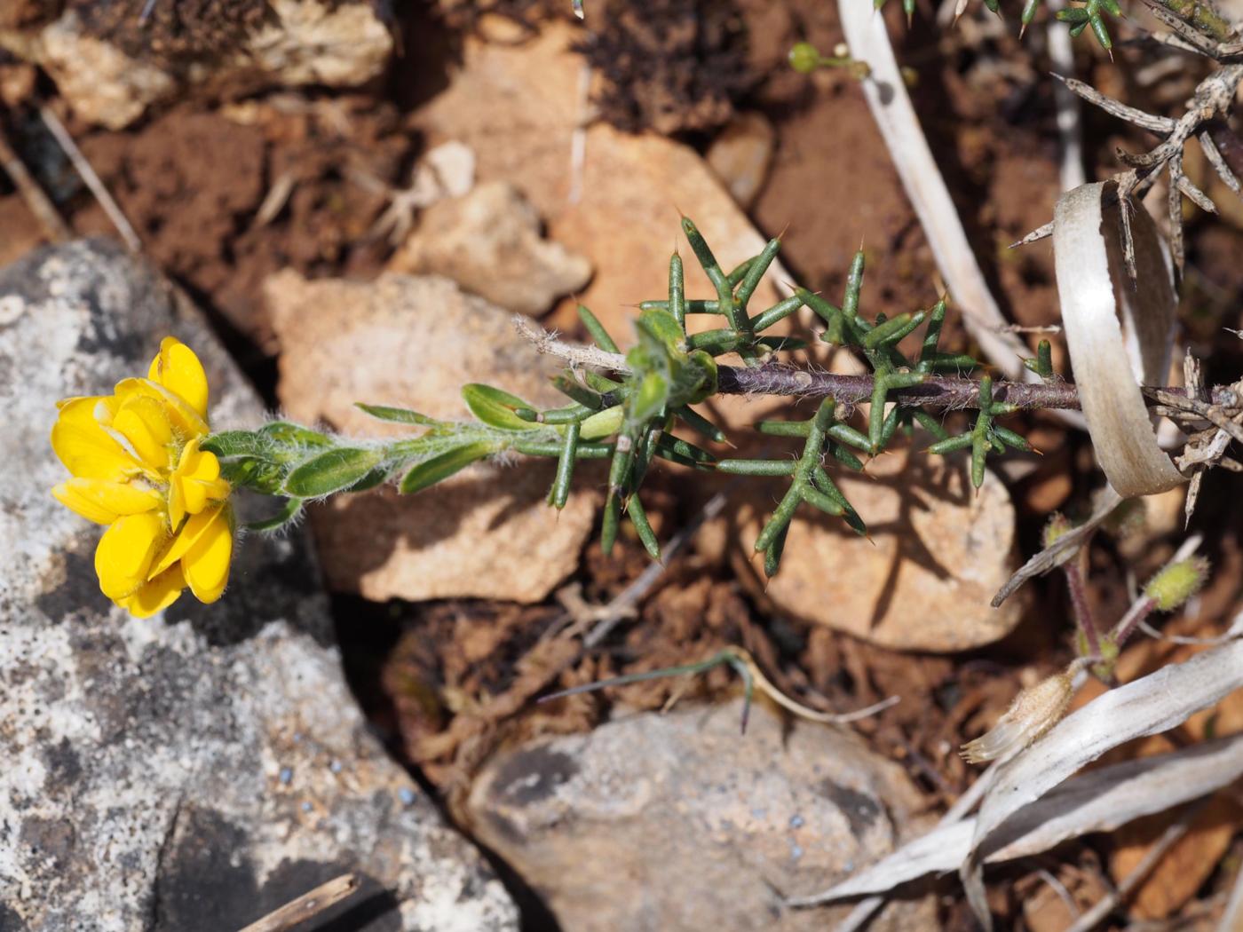 Gorse, Spanish leaf